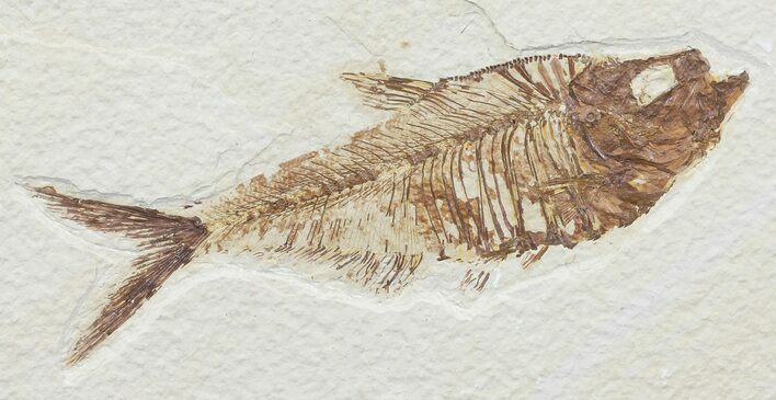 Detailed, Diplomystus Fossil Fish - Wyoming #67922